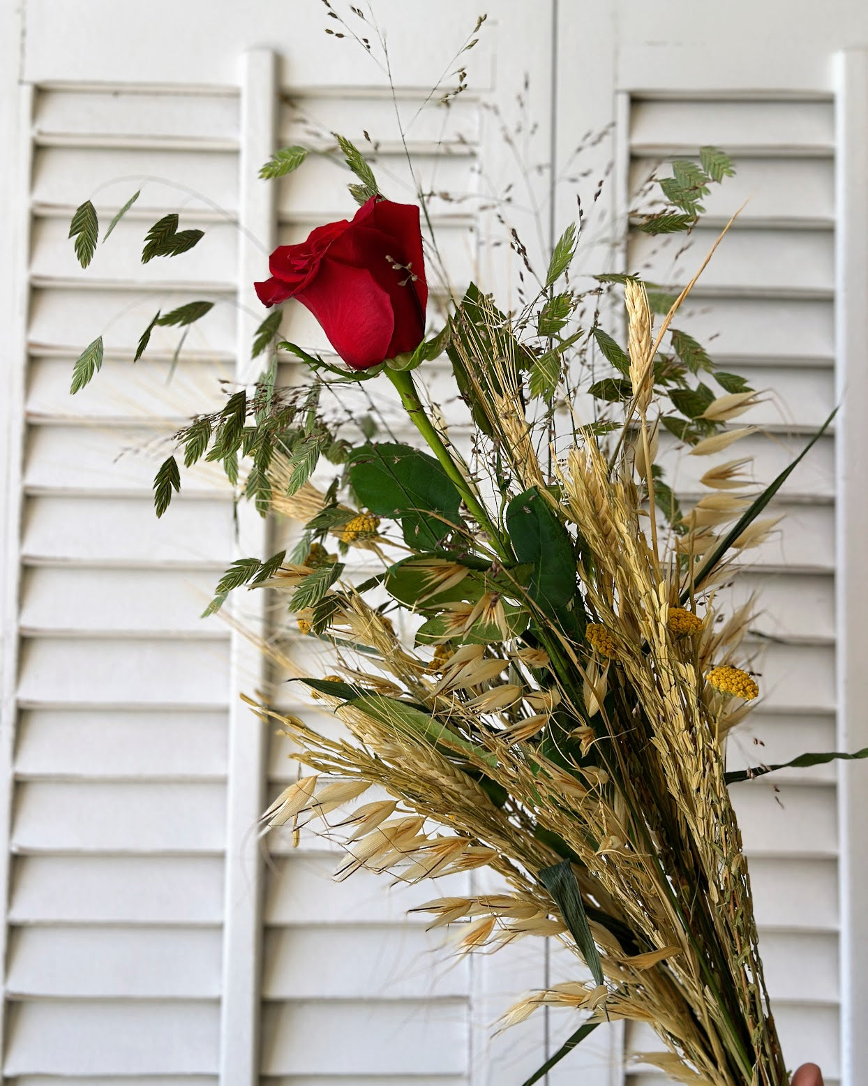 Rosa de Sant Jordi – Feix